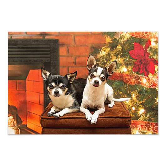 Weihnachten Chihuahuas Fotodruck (Vorne)