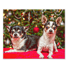 Weihnachten Chihuahuas Fotodruck