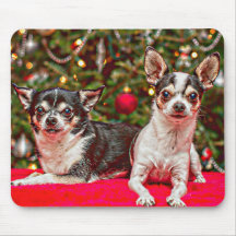 Weihnachten Chihuahuas