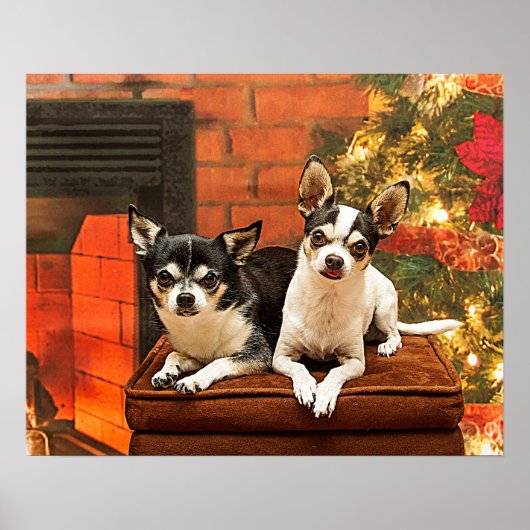Weihnachten Chihuahuas Poster (Vorne)