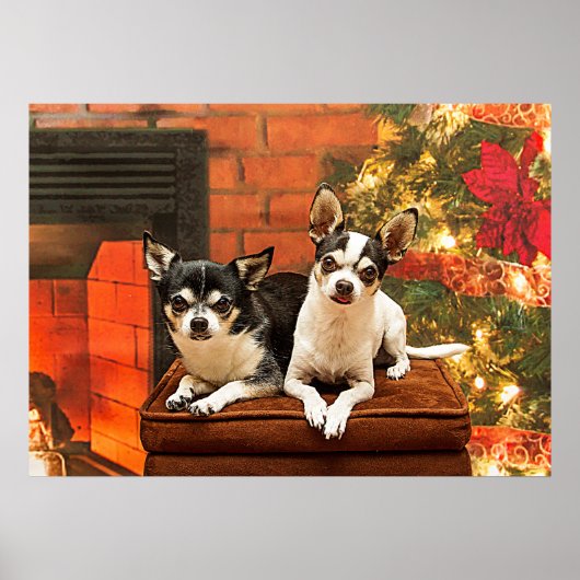 Weihnachten Chihuahuas Poster (Vorne)