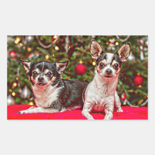 Weihnachten Chihuahuas Rechteckiger Aufkleber (Vorderseite)