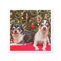 Weihnachten Chihuahuas