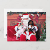 Weihnachten - Chihuahuas und Cavalier (Vorne/Hinten)