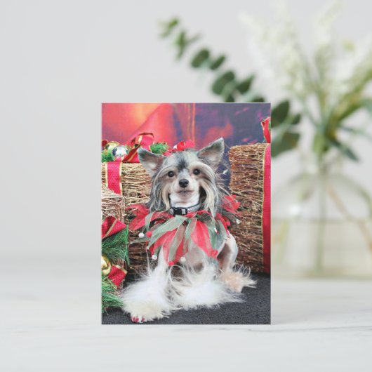 Weihnachten - chinesisches mit Haube - Sheeba (Stehend Vorderseite)