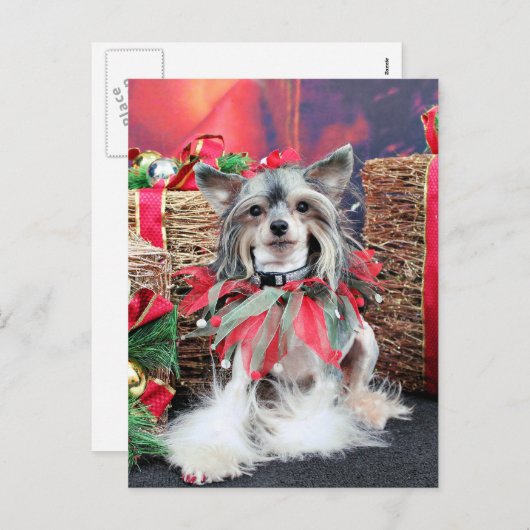 Weihnachten - chinesisches mit Haube - Sheeba (Vorne/Hinten)