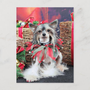 Weihnachten - chinesisches mit Haube - Sheeba
