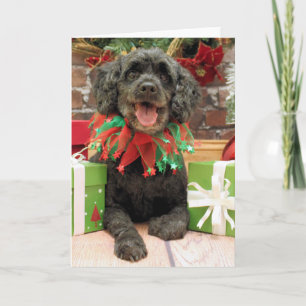 Weihnachten - Cockapoo - felsig