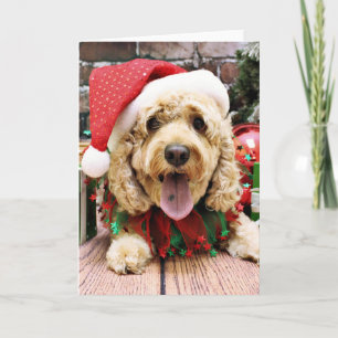 Weihnachten - Cockapoo - Sadie