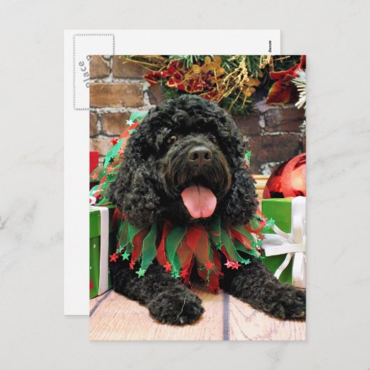 Weihnachten - Cockapoo - Sophie (Vorne/Hinten)