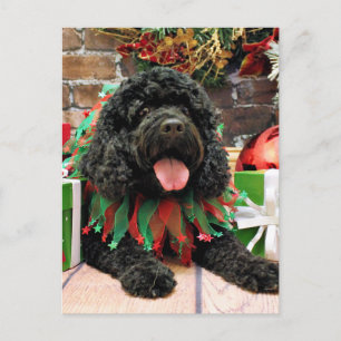 Weihnachten - Cockapoo - Sophie