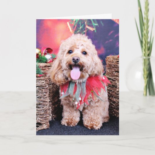 Weihnachten - Cockapoo - Wriggly (Vorderseite)
