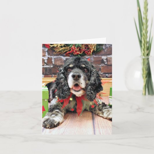 Weihnachten - Cocker spaniel - Harley (Vorderseite)