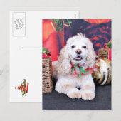 Weihnachten - Cocker Spaniel - Sammy (Vorne/Hinten)