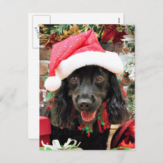 Weihnachten - Cocker Spaniel X - Pepper (Vorne/Hinten)