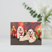 Weihnachten - Cocker - Toby, Havanese - Little T (Stehend Vorderseite)