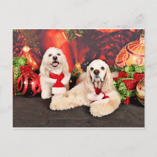 Weihnachten - Cocker - Toby, Havanese - Little T (Vorderseite)