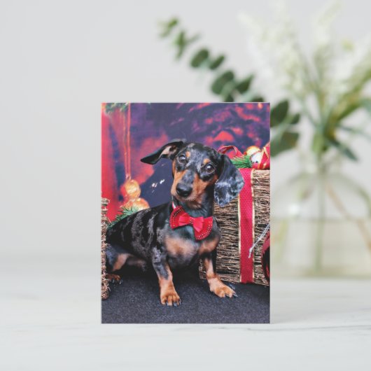 Weihnachten - Dackel - Buddy (Stehend Vorderseite)