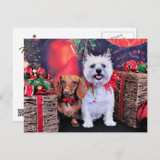 Weihnachten - Dackel Butch - Cairn Stella (Vorne/Hinten)