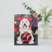 Weihnachten - Daisy - Goldendoodle (Stehend Vorderseite)