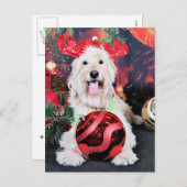 Weihnachten - Daisy - Goldendoodle (Vorne/Hinten)