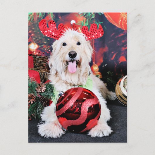 Weihnachten - Daisy - Goldendoodle (Vorderseite)