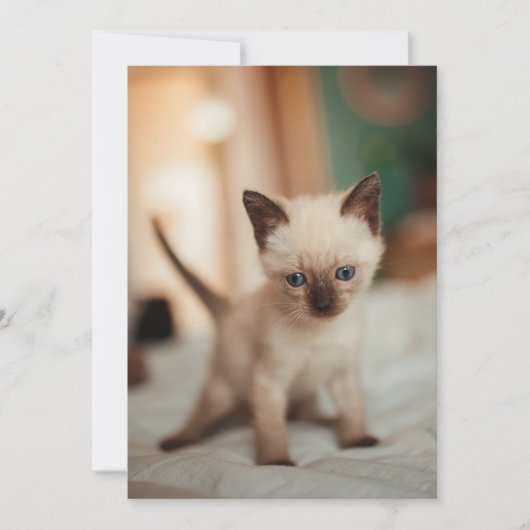 Weihnachten der Siamkatze (Vorderseite)