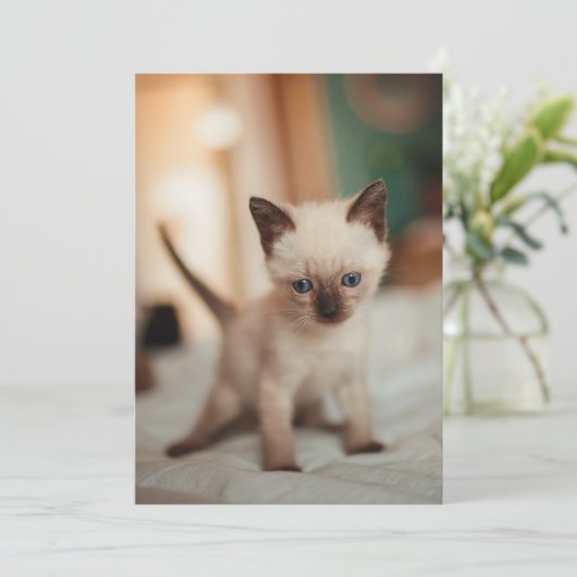 Weihnachten der Siamkatze (Stehend Vorderseite)