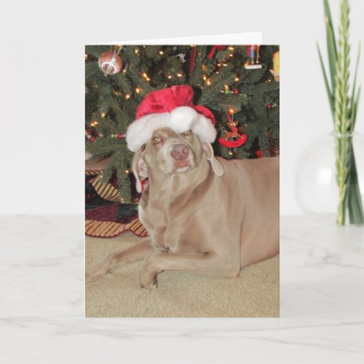 Weihnachten des Regens - Weimaraner Hund Weihnacht (Vorderseite)