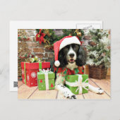 Weihnachten - Englisch Springer Spanisch - Lucy (Vorne/Hinten)