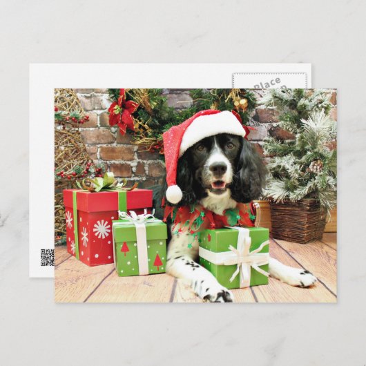 Weihnachten - Englisch Springer Spanisch - Lucy (Vorne/Hinten)