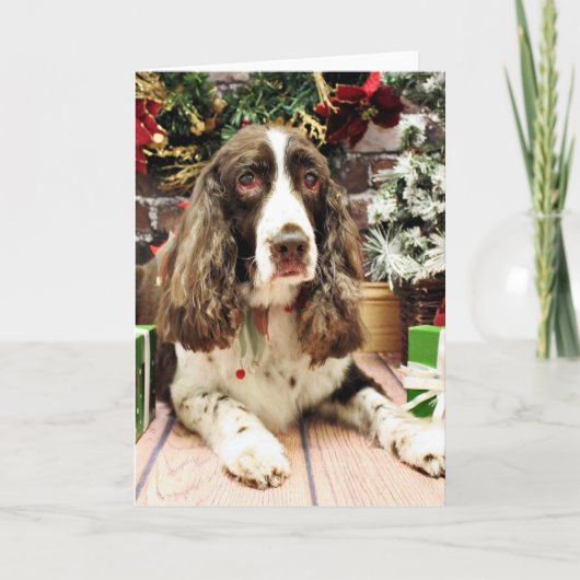 Weihnachten - englischer SpringerSpaniel - Logan (Vorderseite)