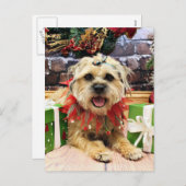 Weihnachten - Grenze Terrier - Reagan (Vorne/Hinten)