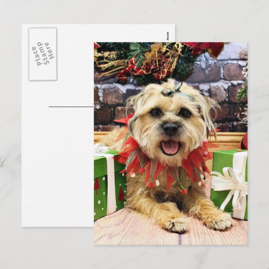 Weihnachten - Grenze Terrier - Reagan (Vorne/Hinten)