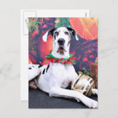 Weihnachten - Harlequin Great Dane - Baron (Vorne/Hinten)