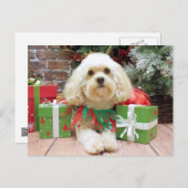 Weihnachten - Havanese - Mason (Vorne/Hinten)