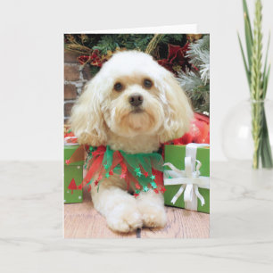 Weihnachten - Havanese - Maurer