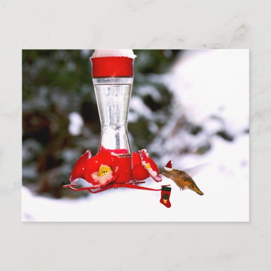 Weihnachten Hummingbird und Schnee (Vorderseite)