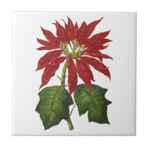 Weihnachten im Vintage-Stil, Winter-Poinsettie in  Fliese