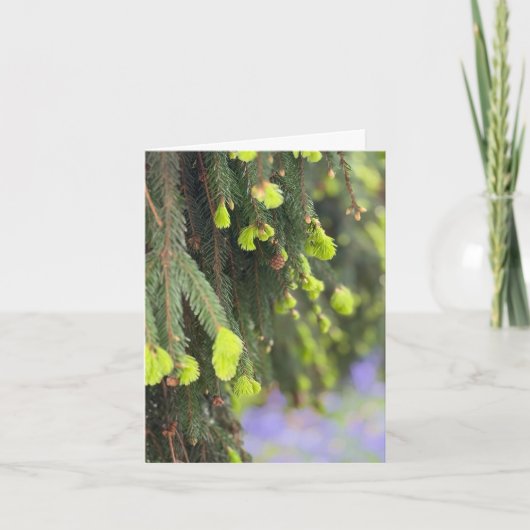 Weihnachten Immergrüner Kiefernbaum Schnee Winter Karte (Vorderseite)