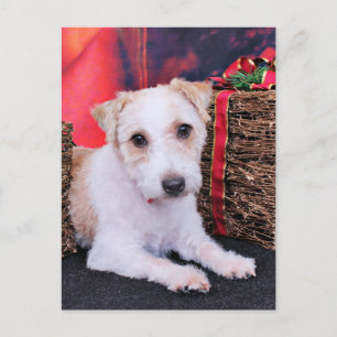 Weihnachten - Jack Russell - Wiley