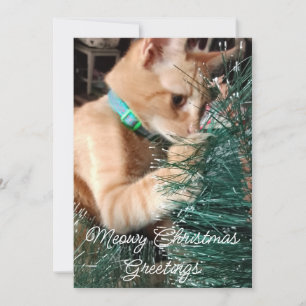 Weihnachten, Katze, Foto und Text, Feiertagskarte