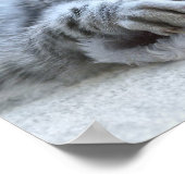 Weihnachten Kitten Poster (Ecke)