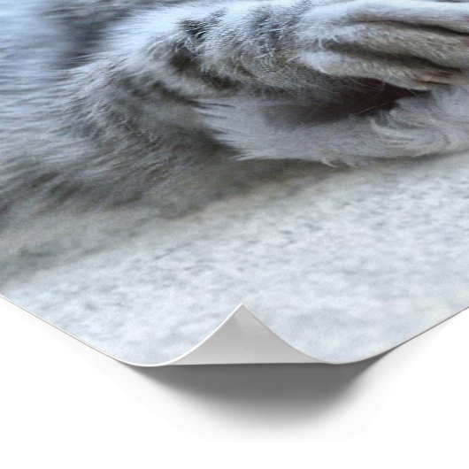 Weihnachten Kitten Poster (Ecke)