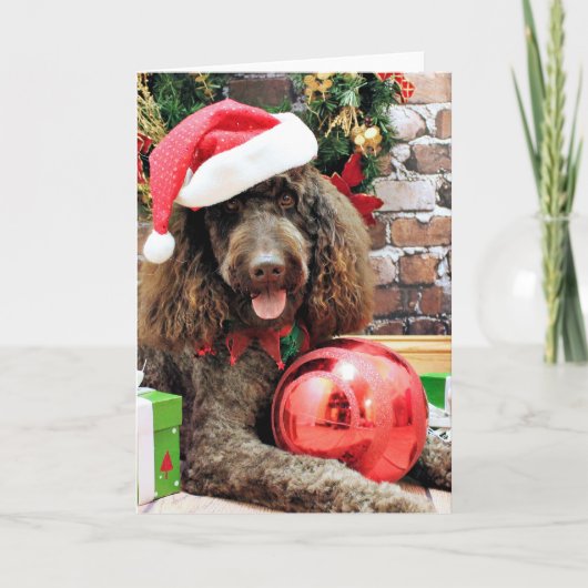 Weihnachten - LabraDoodle - Harley (Vorderseite)
