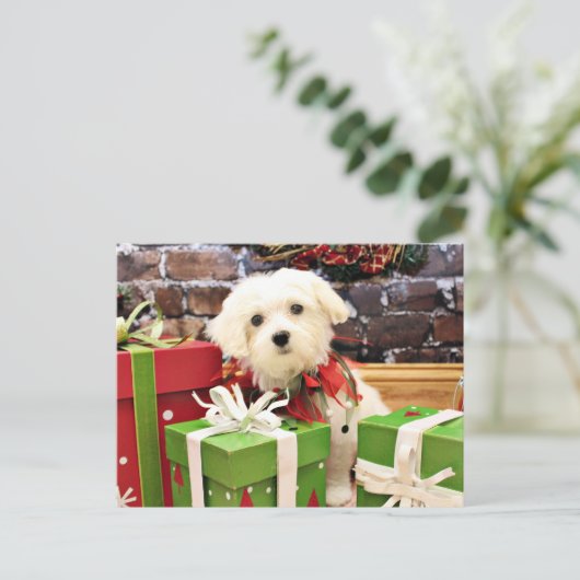 Weihnachten - maltesisch - Blitz (Stehend Vorderseite)