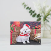 Weihnachten - Maltesisch - Zoey (Stehend Vorderseite)