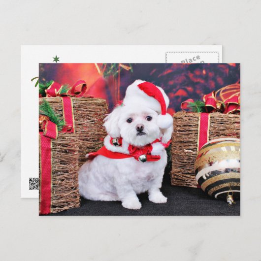 Weihnachten - Maltesisch - Zoey (Vorne/Hinten)