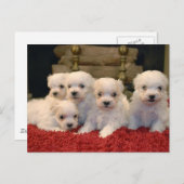 Weihnachten maltesische Welpen (Vorne/Hinten)