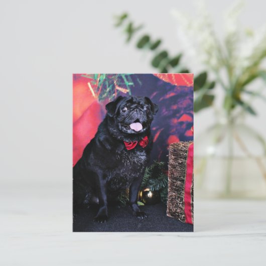 Weihnachten - Mops - Kleine Moe (Stehend Vorderseite)